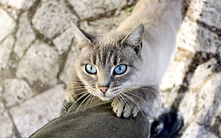 brown and white tabby cat, animals, cat, blue eyes