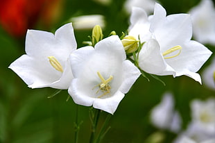 selective focus photography of white clustered flowers
