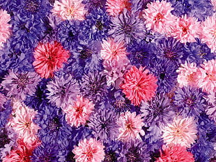 purple, pink, and beige flowers