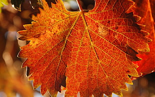 brown leaf close up photo HD wallpaper