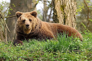 brown Bear laying on green grass in the forest during daytime