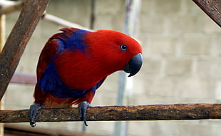 shallow focus photography of red and blue bird