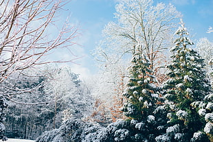 pine trees covered with snow