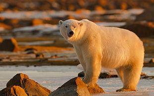 photo of white polar bear during daytime