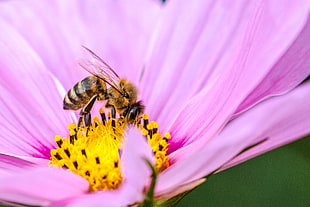 closeup photo of brown and black honeybee on pink flower during daytime