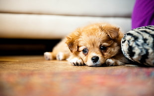 tan and white puppy lying on floor