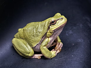 macro photography of green tree frog