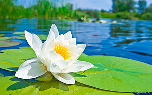 white Lotus flower with pods HD wallpaper