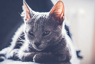 short-fur gray cat, cat, mammals, animals HD wallpaper