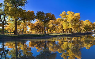 yellow trees and lake during daytime