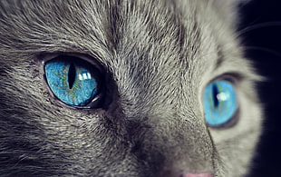 close up view of gray blue-eyed cat