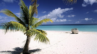 coconut tree, sea, palm trees, island HD wallpaper