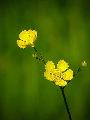 two yellow petaled small flower  in selective focus photography HD wallpaper