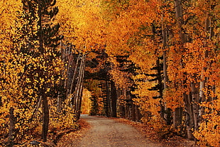 pathway in between orange and yellow leaf trees, north lake HD wallpaper