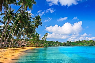 seashore and palm tree, beach, nature, landscape, palm trees HD wallpaper