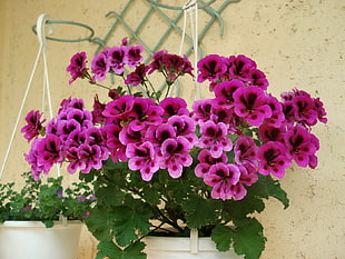 bouquet of purple petaled flowers