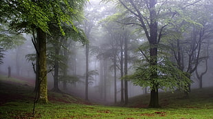 green leafed trees, forest, trees, nature, mist