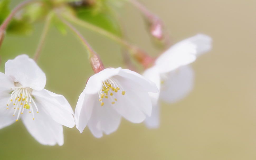 white petaled flower close-up photo HD wallpaper