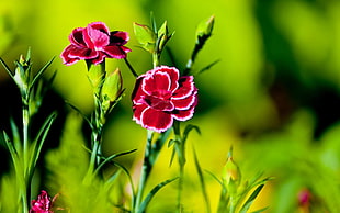 close-up photography of red petaled flower