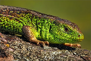 wildlife photography of green and brown lizard