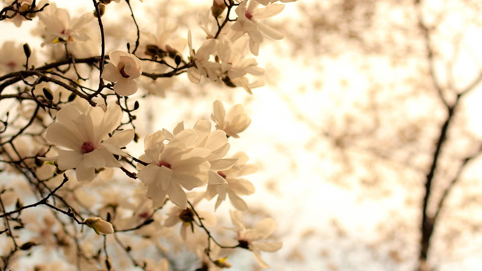 selective focus of white sakura flower at daytime HD wallpaper