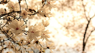 selective focus of white sakura flower at daytime