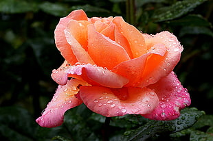 orange and pink Rose flower macro photo HD wallpaper