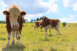 herd of white-and-brown cows at daytime