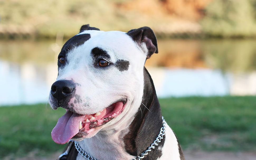 black and white American Pit Bull Terrier during daytime HD wallpaper