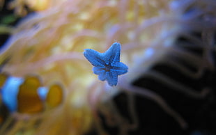 white starfish, starfish, underwater HD wallpaper