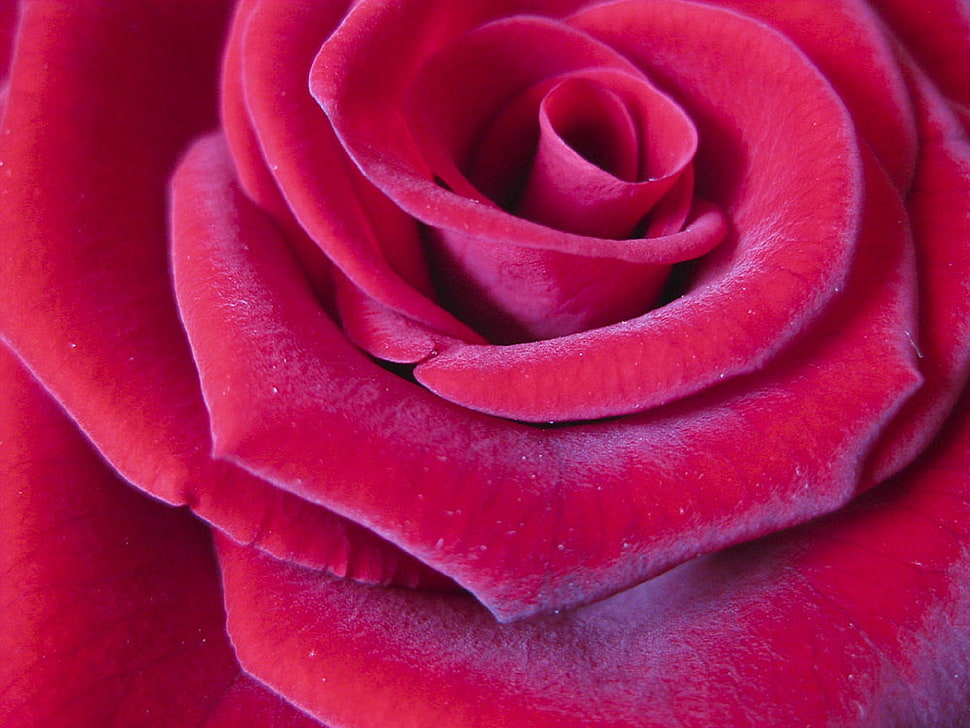 macro shot of flower HD wallpaper
