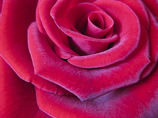 macro shot of flower
