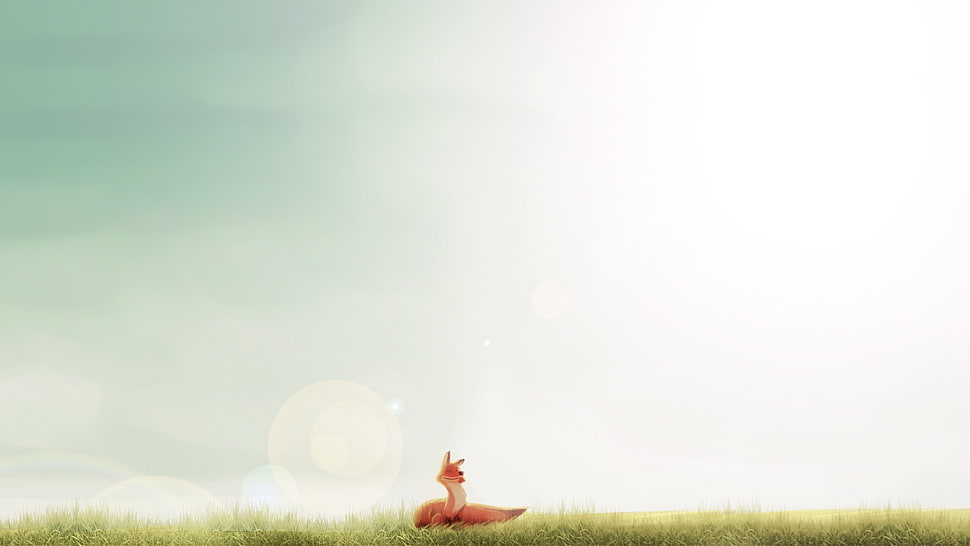 orange fox HD wallpaper
