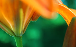 selective photography of orange petaled flower