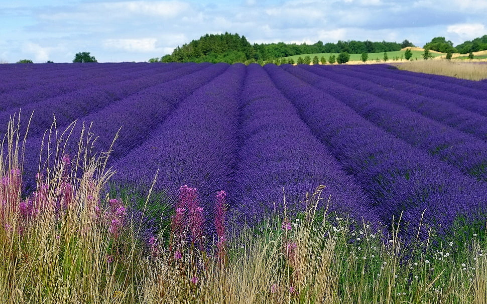 purple flower field, landscape, field, flowers, lavender HD wallpaper