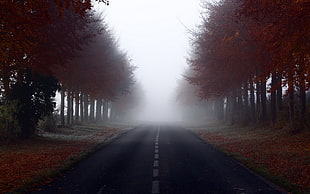 foggy road HD wallpaper