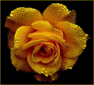 close up photo of yellow rose filled with water dew