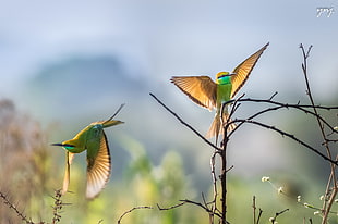 depth of view photography of two green humming birds