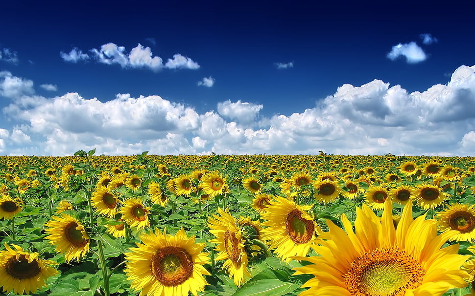 bed of sunflowers under cloudy sky HD wallpaper