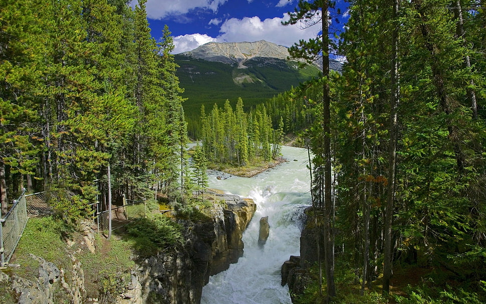river and forest during day time HD wallpaper