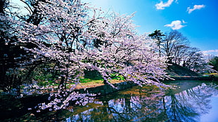 pink Cherry Blossom beside lake at daytime