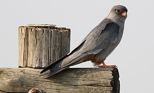 gray bird on brown wooden plank, amur falcon, falco, suikerbosrand, gauteng, africa