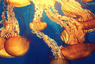 jelly fishes HD wallpaper