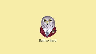 owl with text overlay, quote, Kanye West, owl