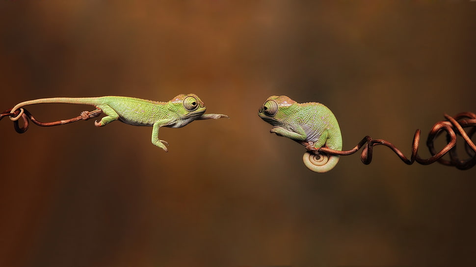 Gecko reaching wildlife photography HD wallpaper