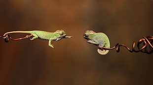 Gecko reaching wildlife photography