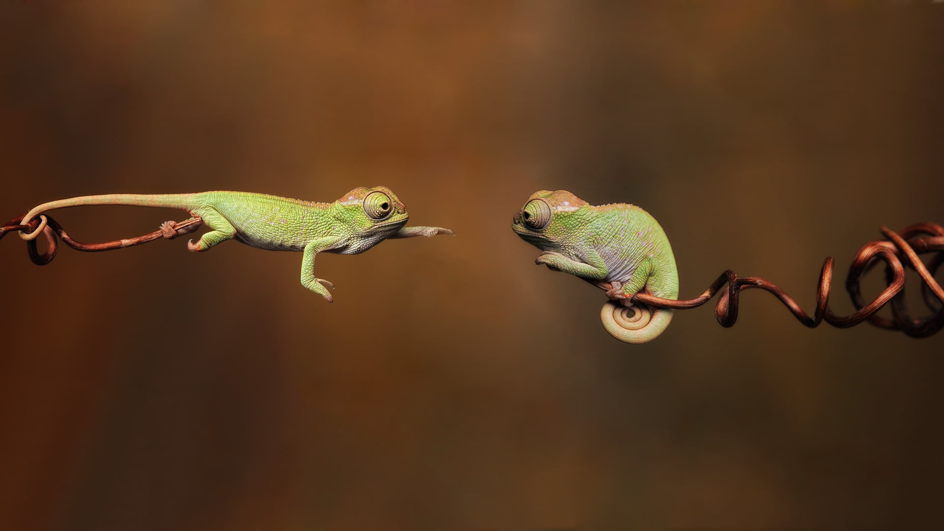 Gecko reaching wildlife photography