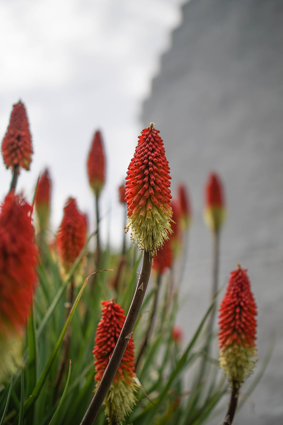 selective focus photography of Kniphofia HD wallpaper