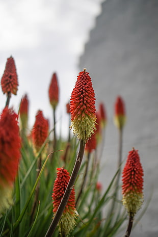 selective focus photography of Kniphofia HD wallpaper