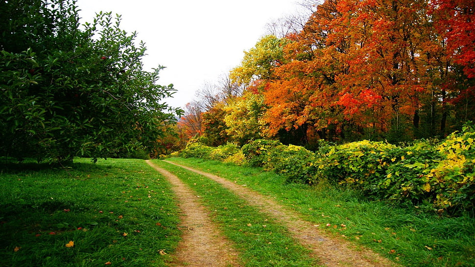 green lawn grass, landscape, trees, nature HD wallpaper